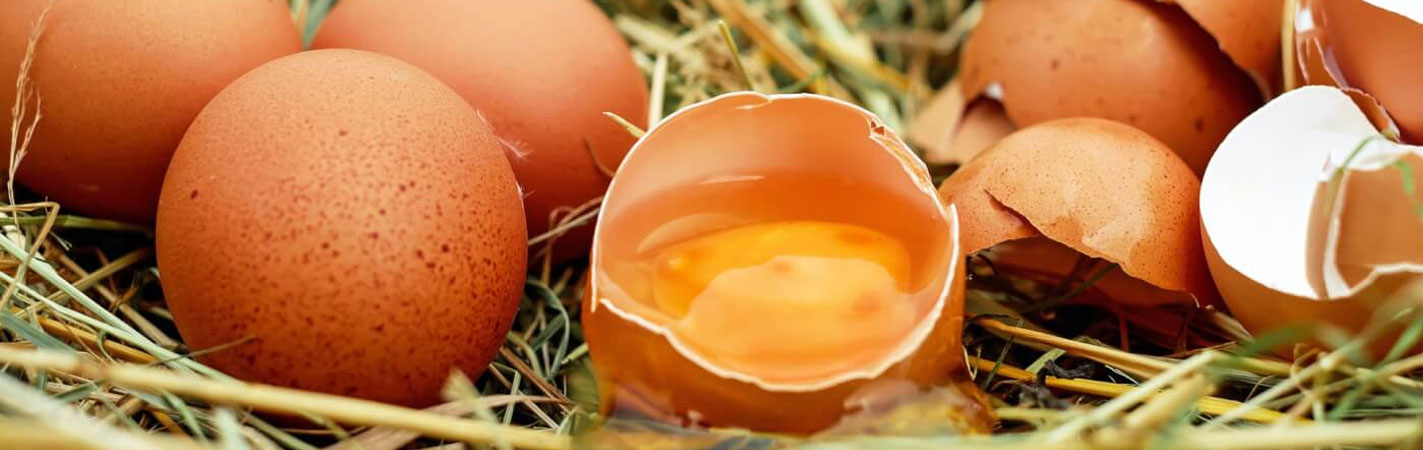 پخش عمده تخم مرغ در بندرعباس